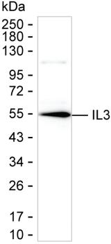 IL3